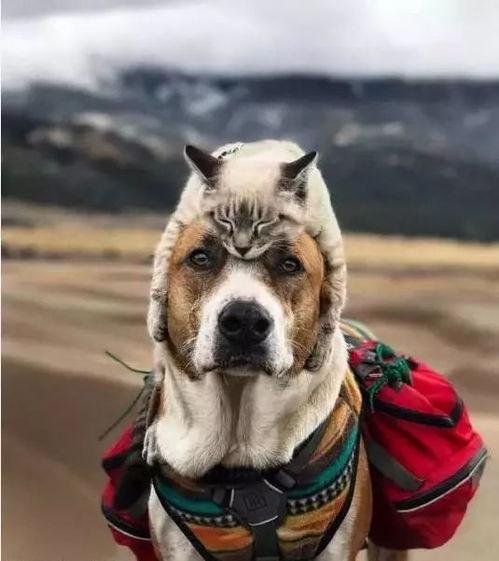 娱乐吃瓜酱女生养的狗,揭秘娱乐吃瓜酱女生的心头爱宠