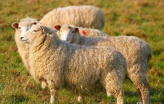 羊了个羊娱乐吃瓜爆料